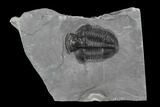 Asaphiscus Trilobite Molt - Wheeler Shale, Utah #97168-1